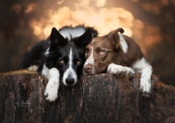 25 Stunning Photos Of My Two Border Collies By Emily Abrahams