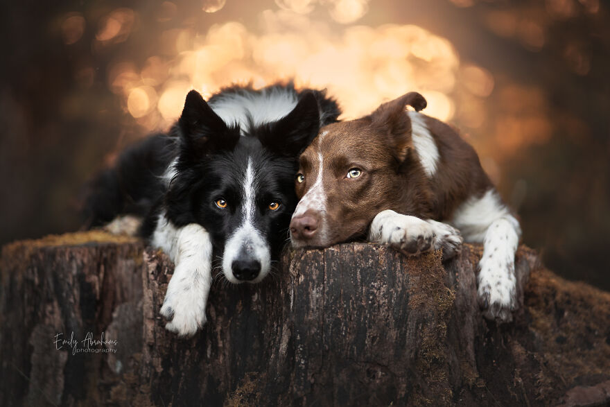 Stunning Photos Of My Two Border Collies By Emily Abrahams