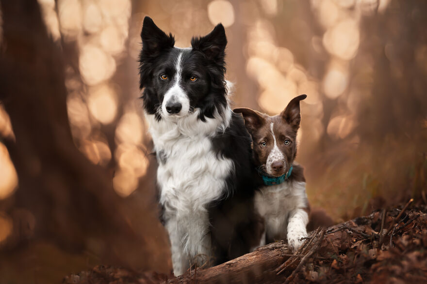 Stunning Photos Of My Two Border Collies By Emily Abrahams