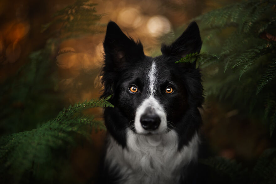 Stunning Photos Of My Two Border Collies By Emily Abrahams