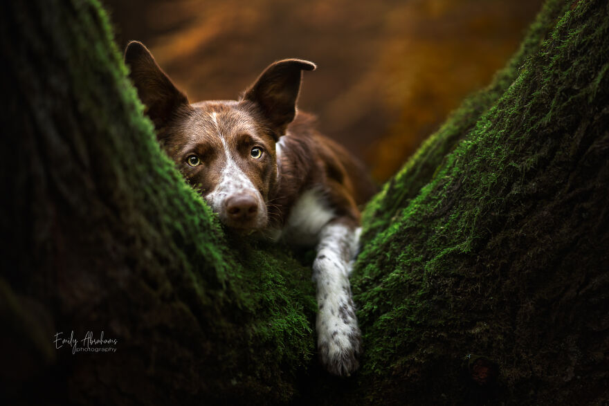 Stunning Photos Of My Two Border Collies By Emily Abrahams