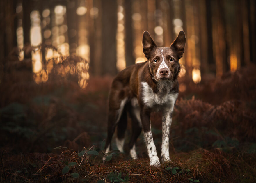 Stunning Photos Of My Two Border Collies By Emily Abrahams