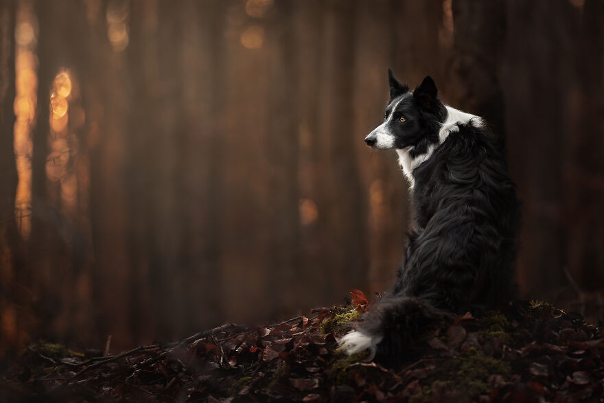 Stunning Photos Of My Two Border Collies By Emily Abrahams