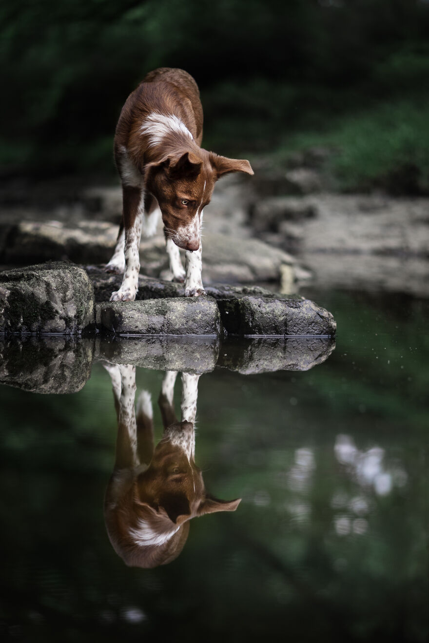 Stunning Photos Of My Two Border Collies By Emily Abrahams