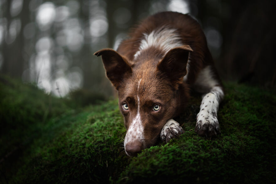 Stunning Photos Of My Two Border Collies By Emily Abrahams