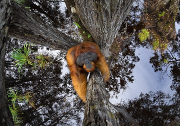 Winners of the 2020 World Nature Photography Awards