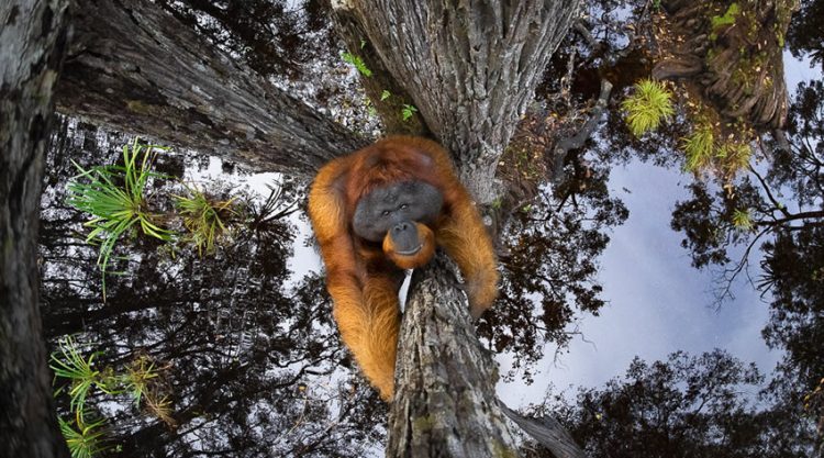 Winners of the 2020 World Nature Photography Awards