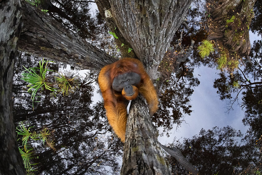 Winners of the 2020 World Nature Photography Awards