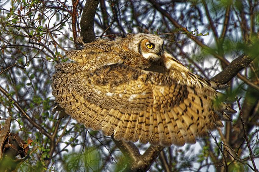 Winners of the 2020 World Nature Photography Awards