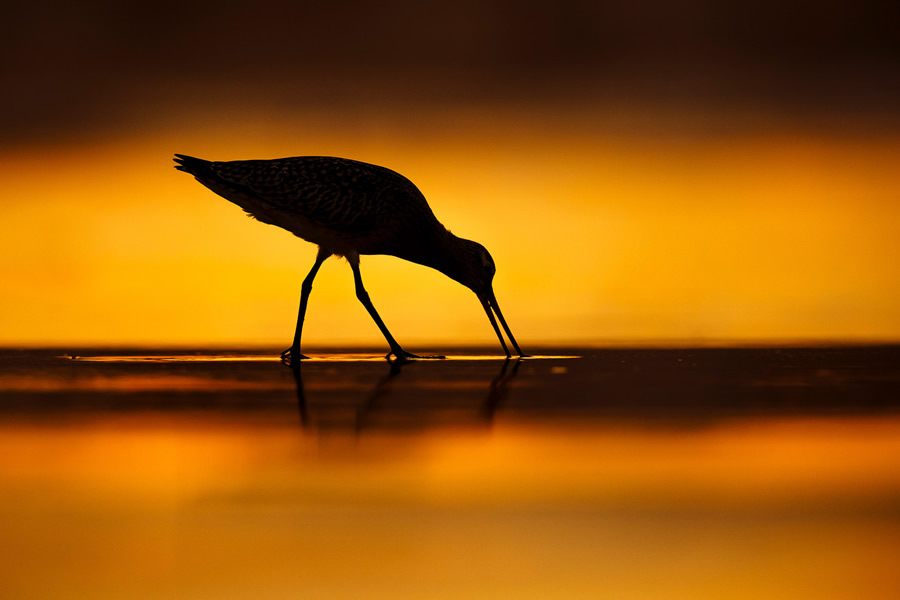 30 Finalists From The Bird Photographer Of The Year 2021 Competition