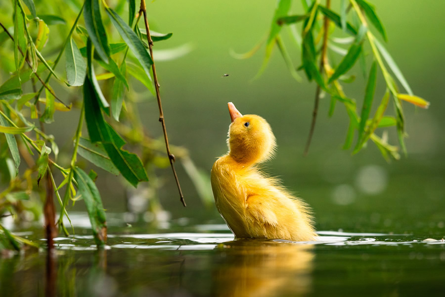 The Bird Photographer Of The Year 2021 Competition