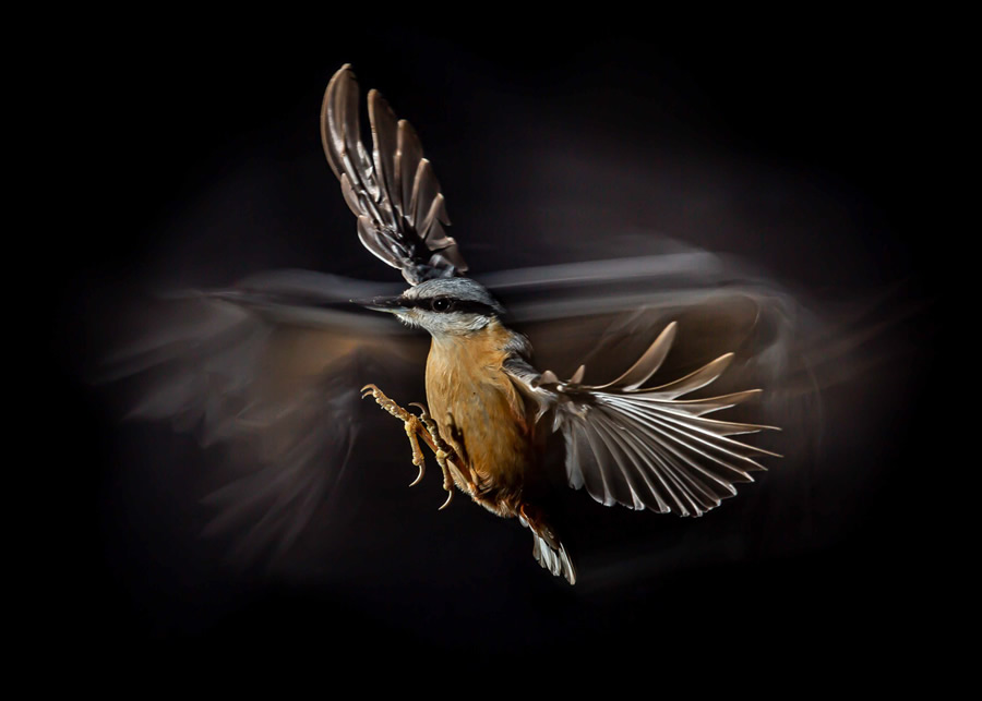 The Bird Photographer Of The Year 2021 Competition