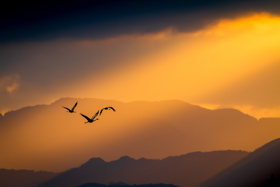 The Bird Photographer Of The Year 2021 Competition