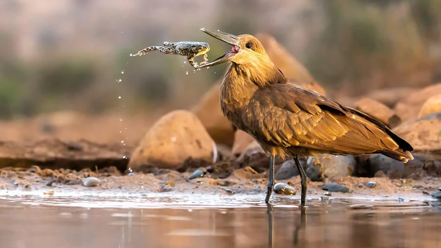 The Bird Photographer Of The Year 2021 Competition