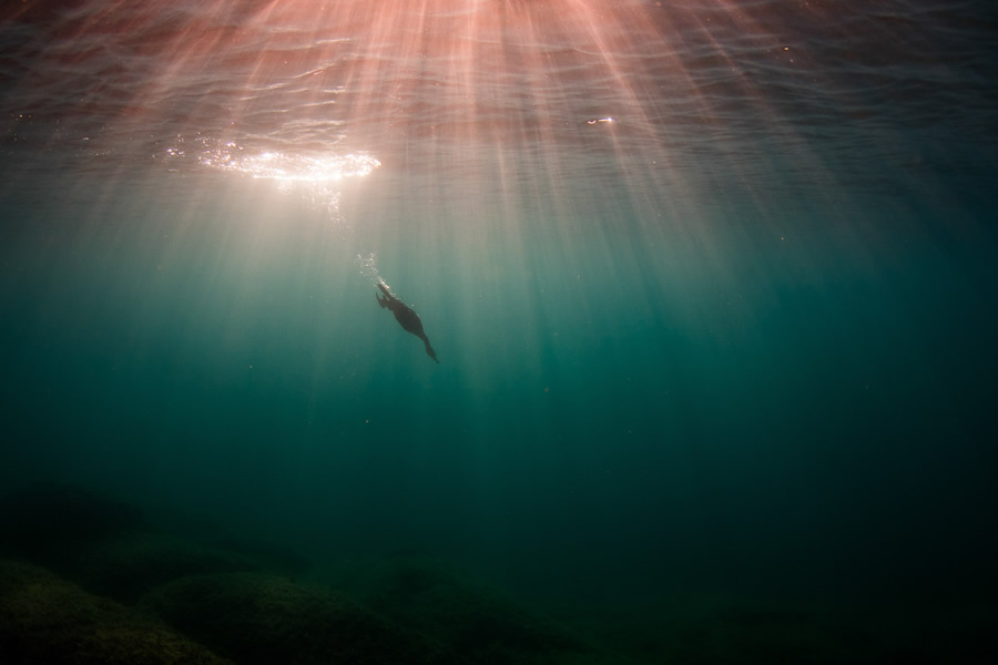 The Bird Photographer Of The Year 2021 Competition