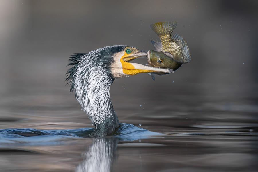 30 Finalists From The Bird Photographer Of The Year 2021 Competition!