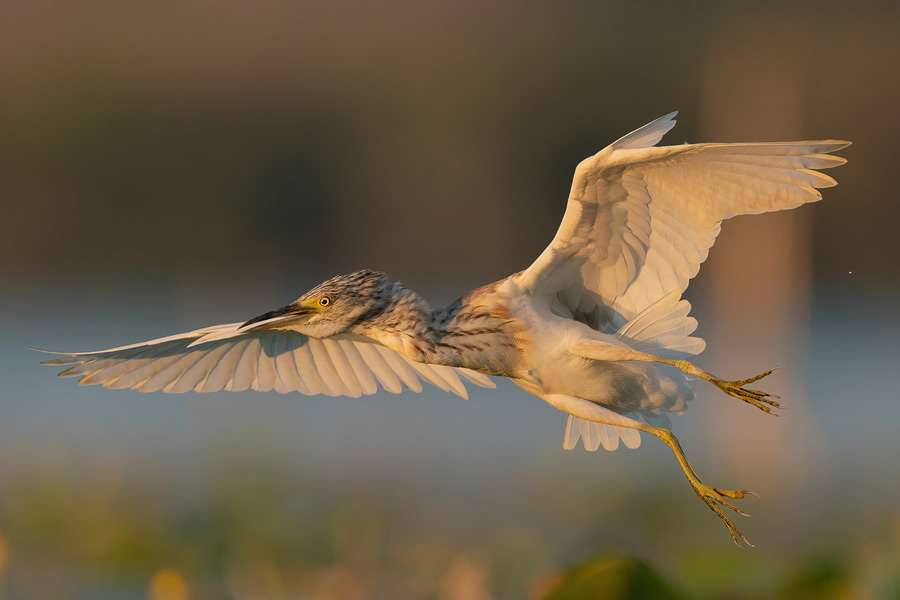 The Bird Photographer Of The Year 2021 Competition