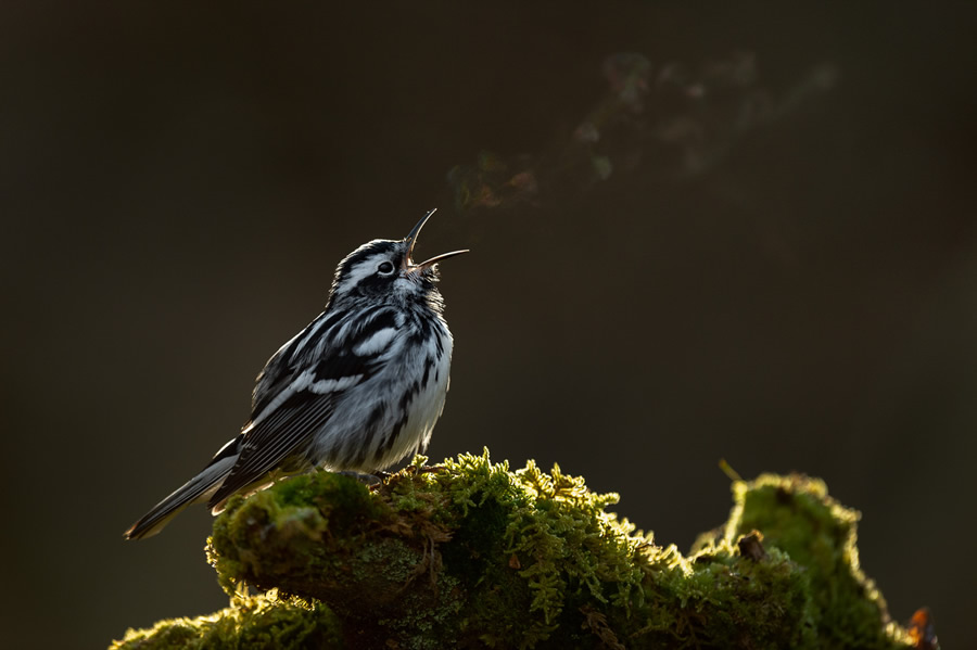 The Bird Photographer Of The Year 2021 Competition