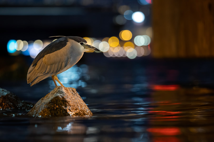 The Bird Photographer Of The Year 2021 Competition