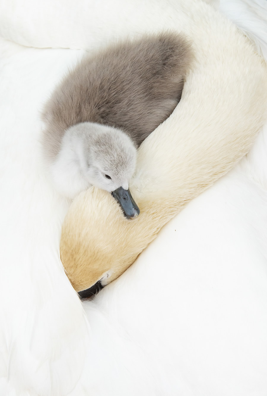 The Bird Photographer Of The Year 2021 Competition