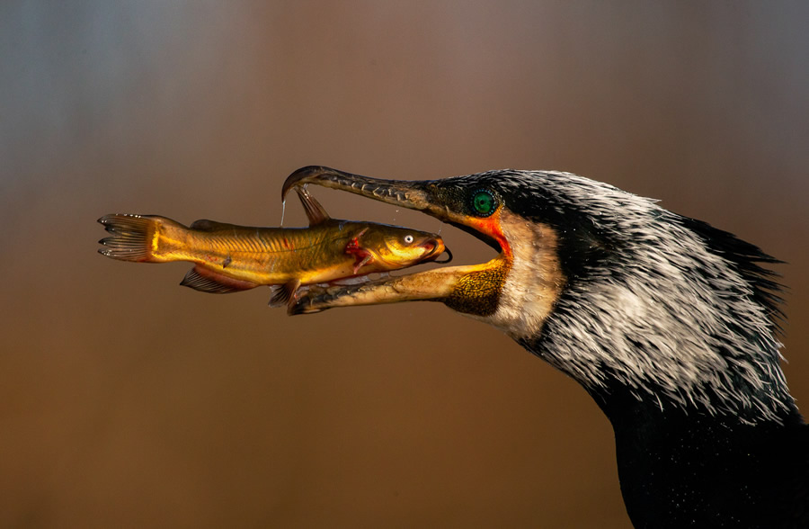 The Bird Photographer Of The Year 2021 Competition