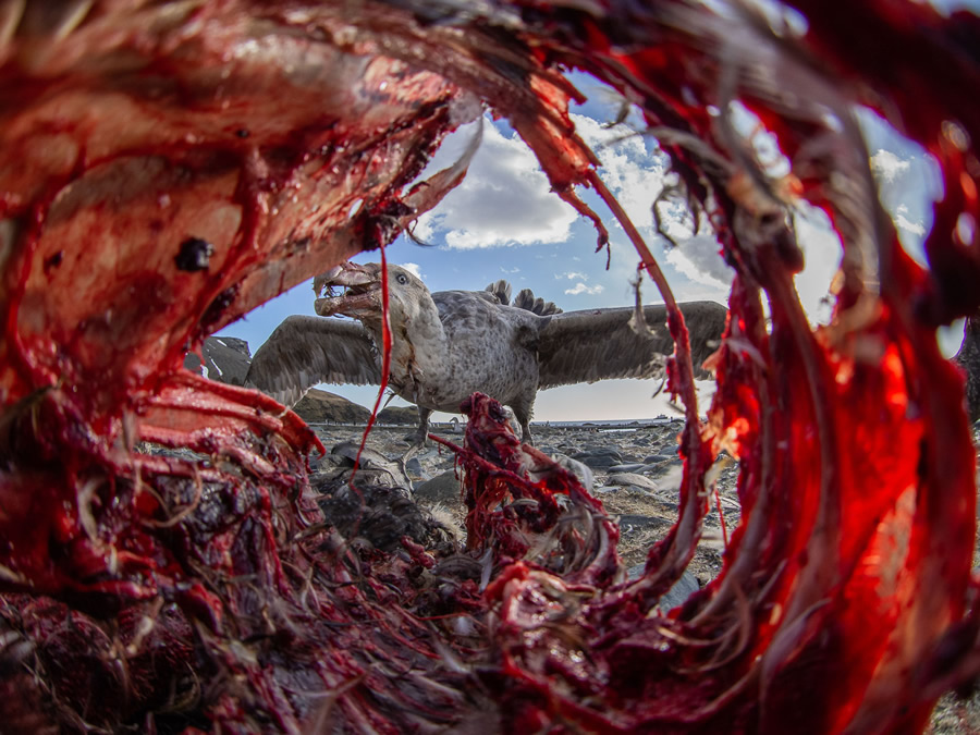 The Bird Photographer Of The Year 2021 Competition