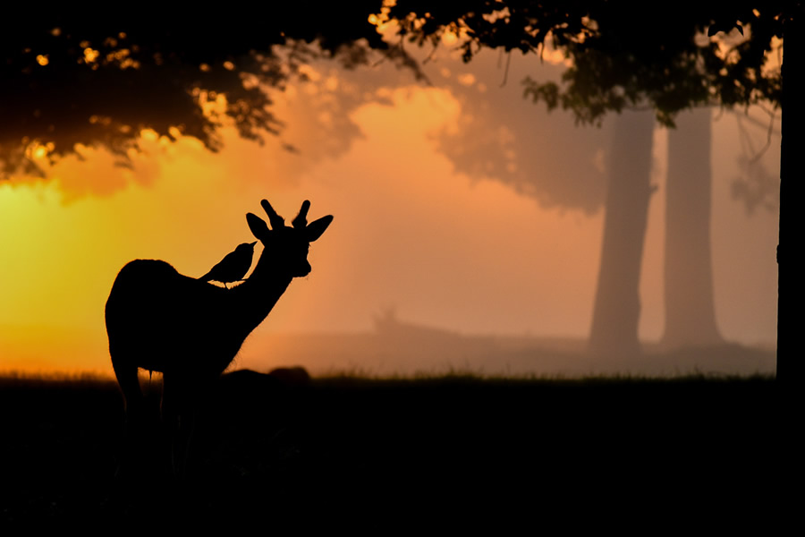 The Bird Photographer Of The Year 2021 Competition