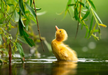 30 Finalists From The Bird Photographer Of The Year 2021 Competition