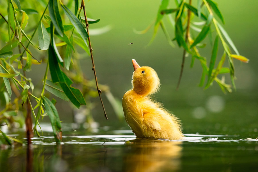 30 Finalists From The Bird Photographer Of The Year 2021 Competition