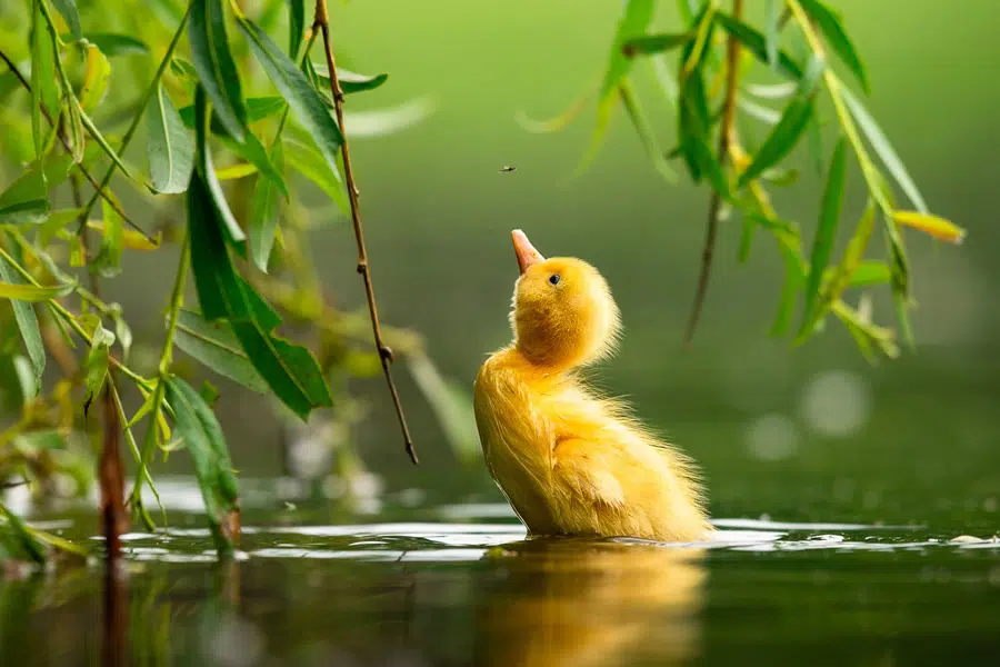 30 Finalists From The Bird Photographer Of The Year 2021 Competition