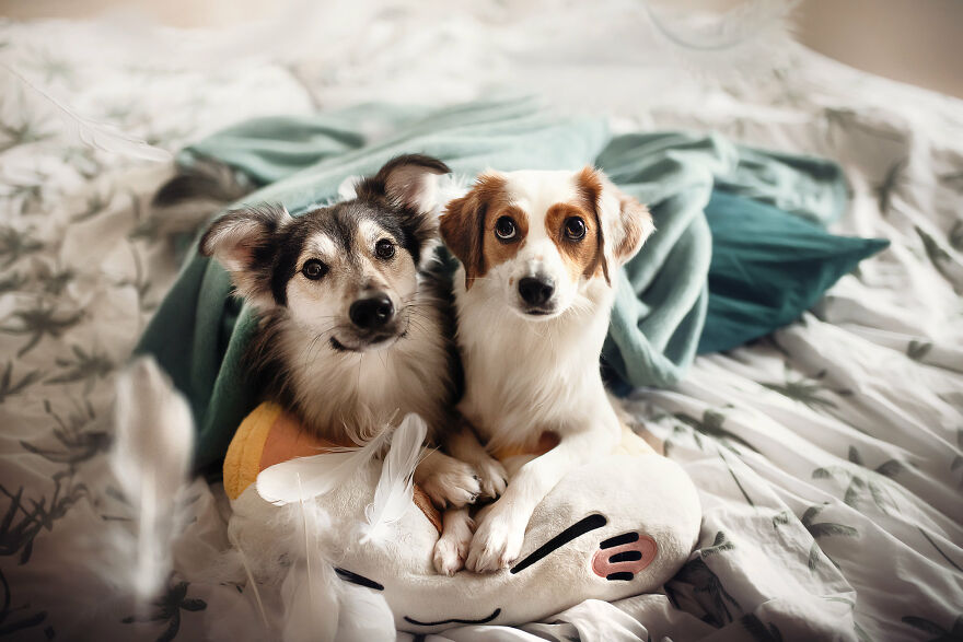 Beautiful Photos Of The Dogs At Home During The Lockdown By Ria Putzker
