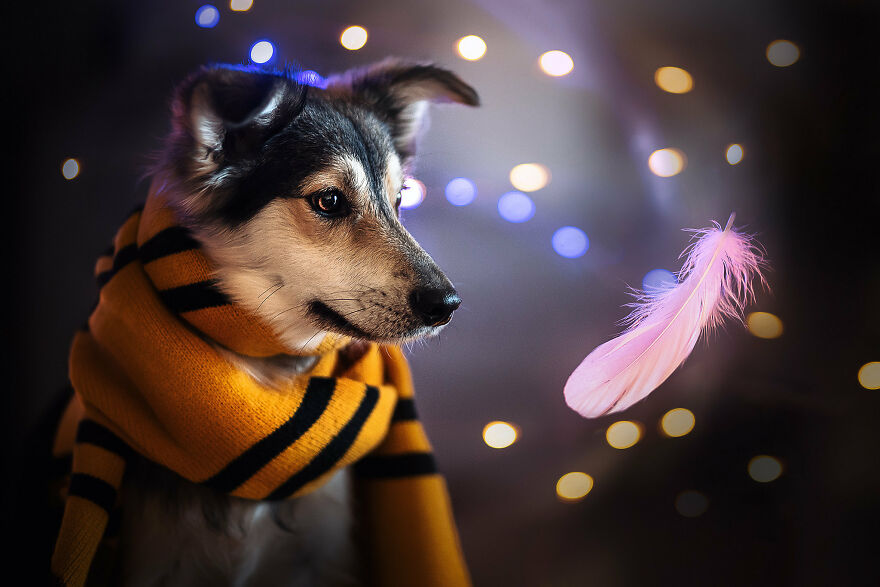 Beautiful Photos Of The Dogs At Home During The Lockdown By Ria Putzker