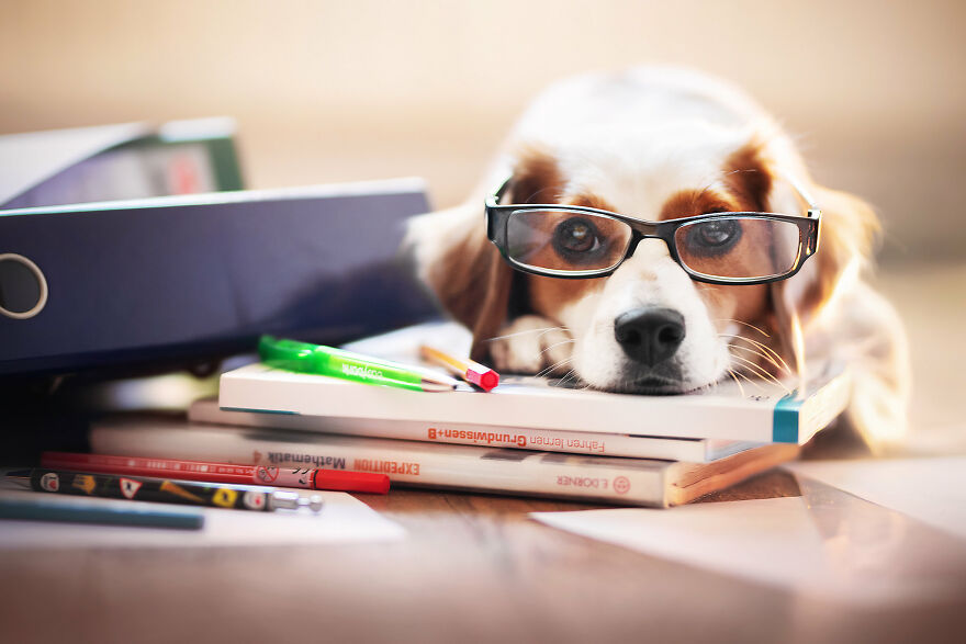 Beautiful Photos Of The Dogs At Home During The Lockdown By Ria Putzker