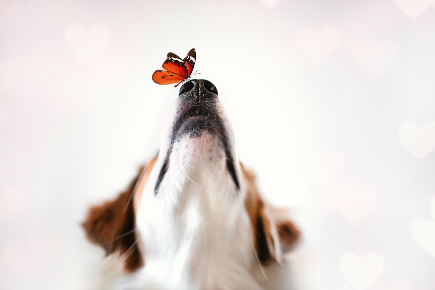 Beautiful Photos Of The Dogs At Home During The Lockdown By Ria Putzker