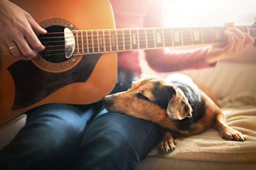 Beautiful Photos Of The Dogs At Home During The Lockdown By Ria Putzker