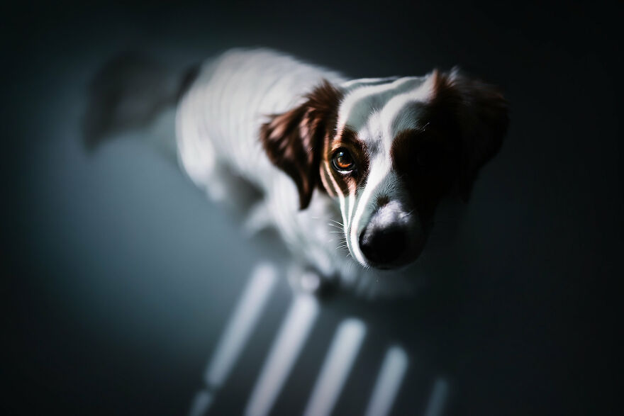 Beautiful Photos Of The Dogs At Home During The Lockdown By Ria Putzker