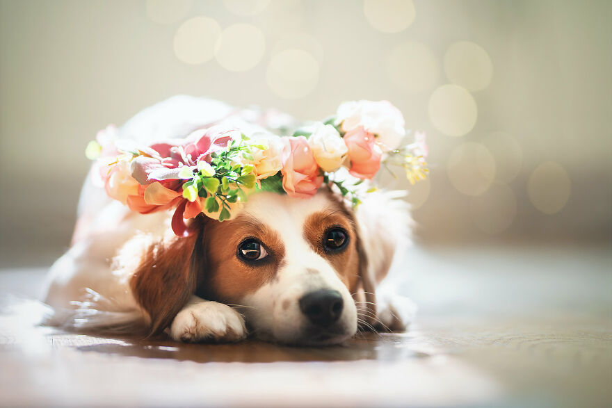 Beautiful Photos Of The Dogs At Home During The Lockdown By Ria Putzker