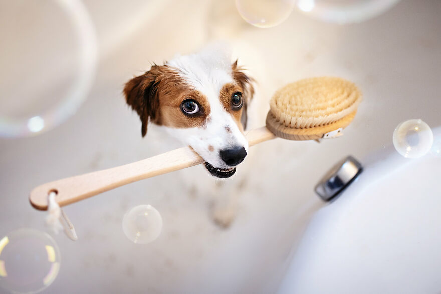 Beautiful Photos Of The Dogs At Home During The Lockdown By Ria Putzker