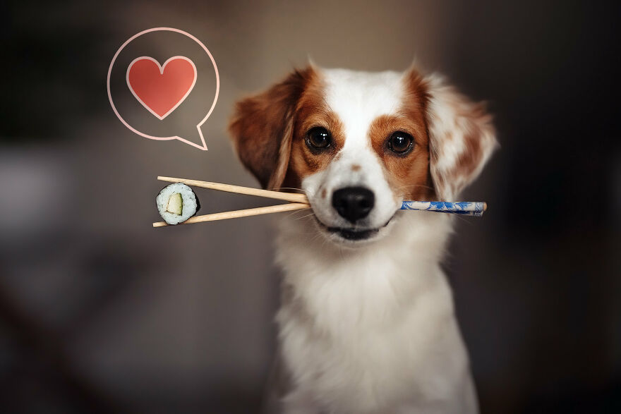 Beautiful Photos Of The Dogs At Home During The Lockdown By Ria Putzker