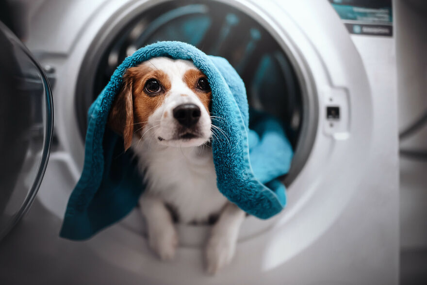 Beautiful Photos Of The Dogs At Home During The Lockdown By Ria Putzker