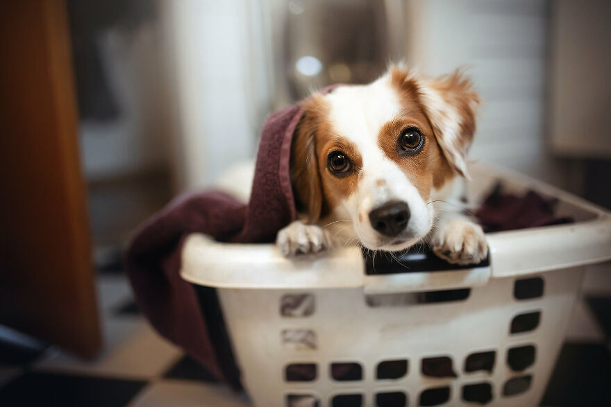 Beautiful Photos Of The Dogs At Home During The Lockdown By Ria Putzker