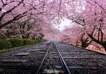 25 Beautiful Photos Of Sakura Blooming In Japan By Hidenobu Suzuki