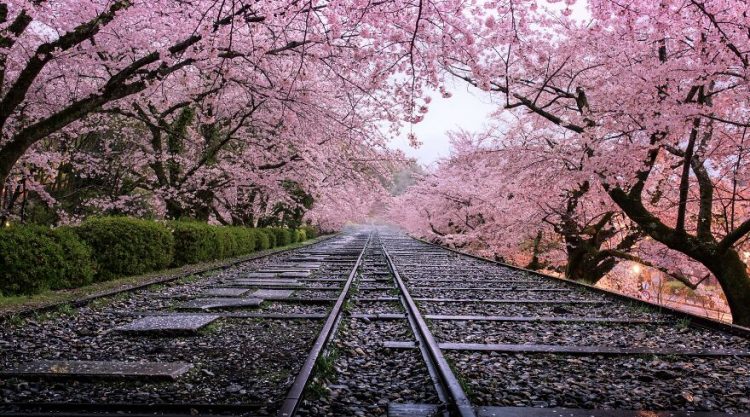 25 Beautiful Photos Of Sakura Blooming In Japan By Hidenobu Suzuki