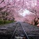 25 Beautiful Photos Of Sakura Blooming In Japan By Hidenobu Suzuki