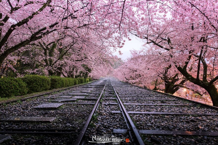 Japan Enchanting Cherry Blossom Photos