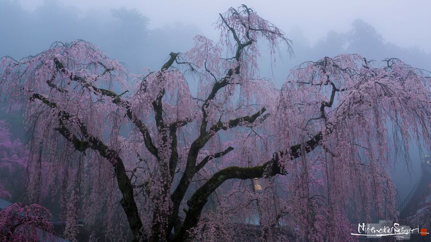 25 Beautiful Photos Of Sakura Blooming In Japan By Hidenobu Suzuki