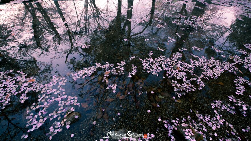 Japan Enchanting Cherry Blossom Photos