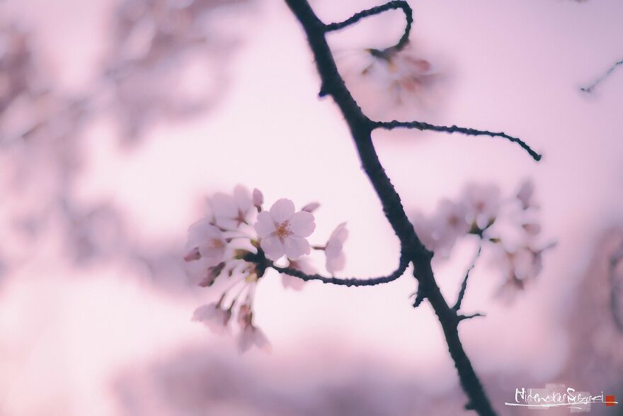 Japan Enchanting Cherry Blossom Photos