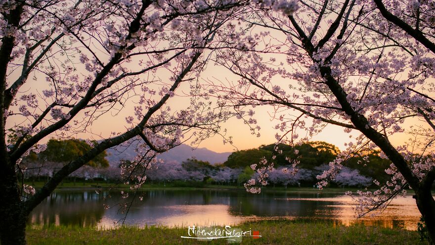 Beautiful Photos Of Sakura Blooming In Japan By Hidenobu Suzuki