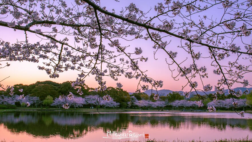 Beautiful Photos Of Sakura Blooming In Japan By Hidenobu Suzuki